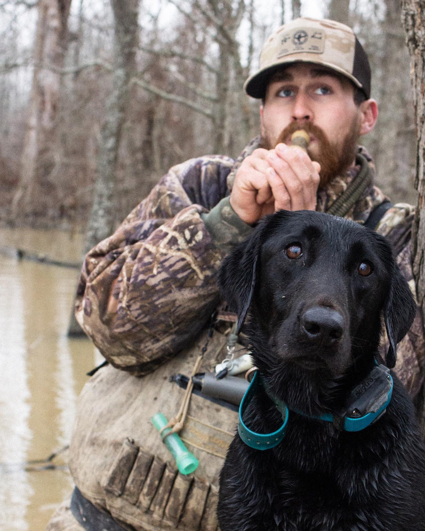 Arkansas timber hunting guide calling to ducks with his black lab.