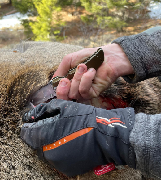 Hunter field dressing an elk in Montana.