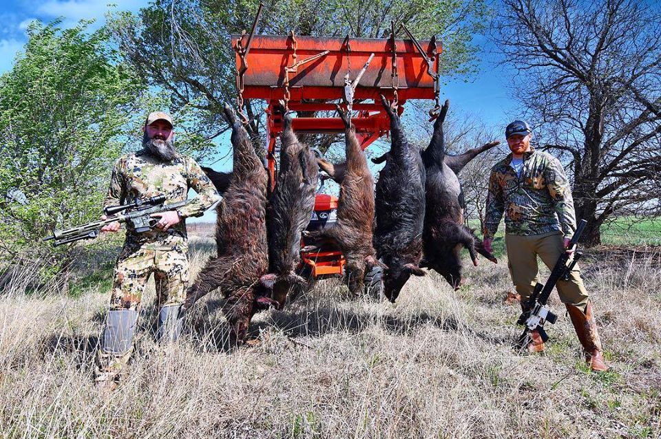 Oklahoma hog hunters shown with multiple feral hogs.