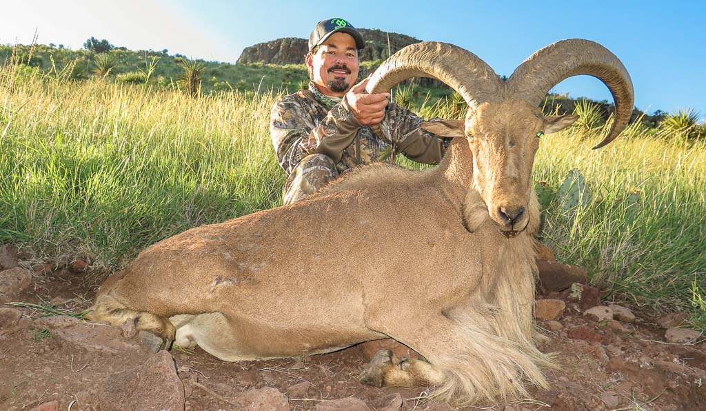 Aoudad Hunt, Alpine TX