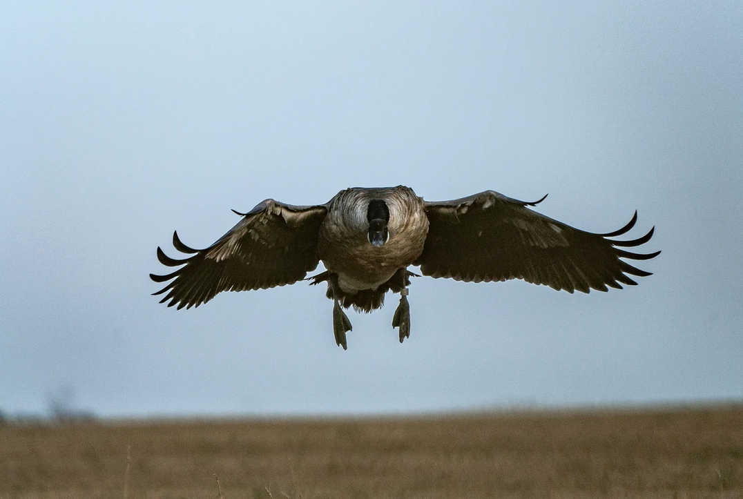 Rugby, North Dakota banded canada goose in flight.