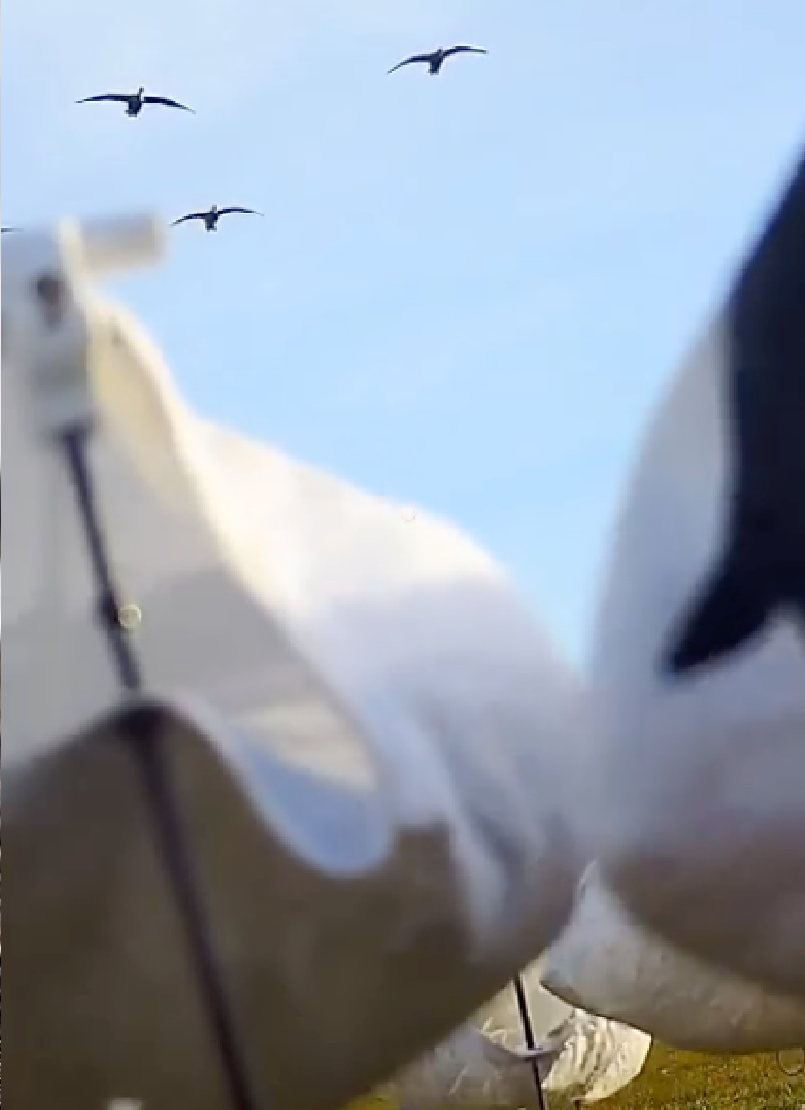 Hunter standing over decoys in Perry, Oklahoma.